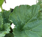 rhubarbe sauvage